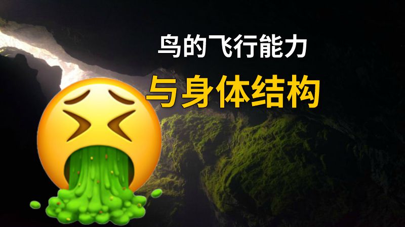 鸟的飞行能力与身体结构 动画制作软件有哪些