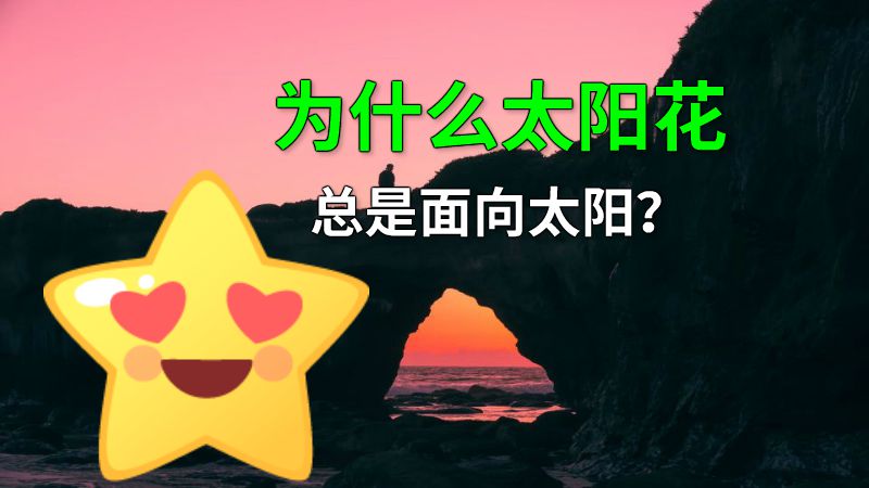 为什么太阳花总是面向太阳？ 动画制作软件有哪些