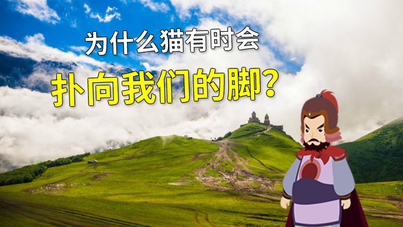 为什么猫有时会扑向我们的脚？ 动画制作软件有哪些