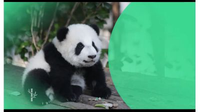 Pandas 动画制作软件有哪些