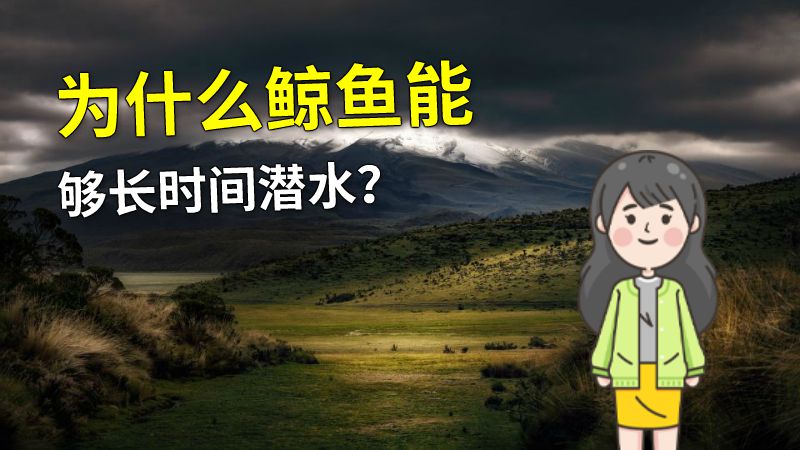 为什么鲸鱼能够长时间潜水？ 动画制作软件有哪些