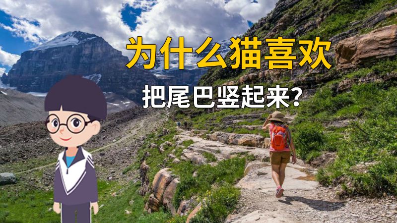 为什么猫喜欢把尾巴竖起来？ 动画制作软件有哪些
