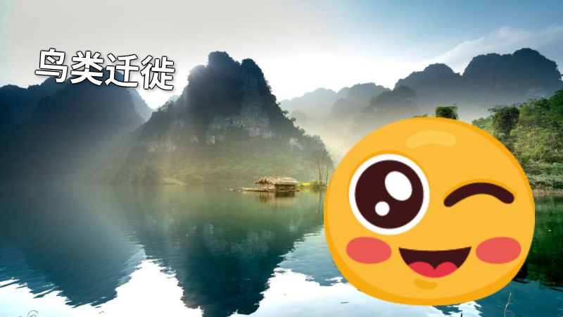 鸟类迁徙 动画制作软件有哪些