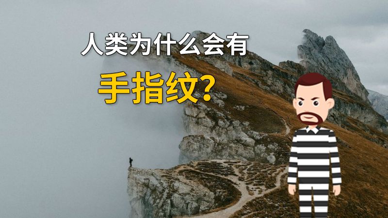 人类为什么会有手指纹？ 动画制作软件有哪些