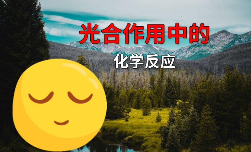 光合作用中的化学反应 动画制作软件有哪些
