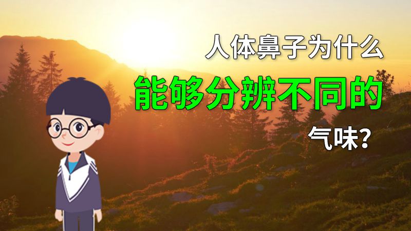 人体鼻子为什么能够分辨不同的气味？ 动画制作软件有哪些