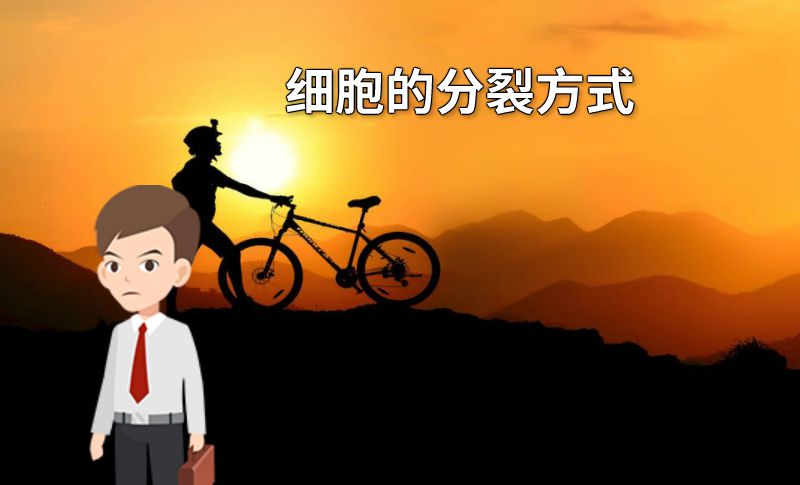 细胞的分裂方式 动画制作软件有哪些