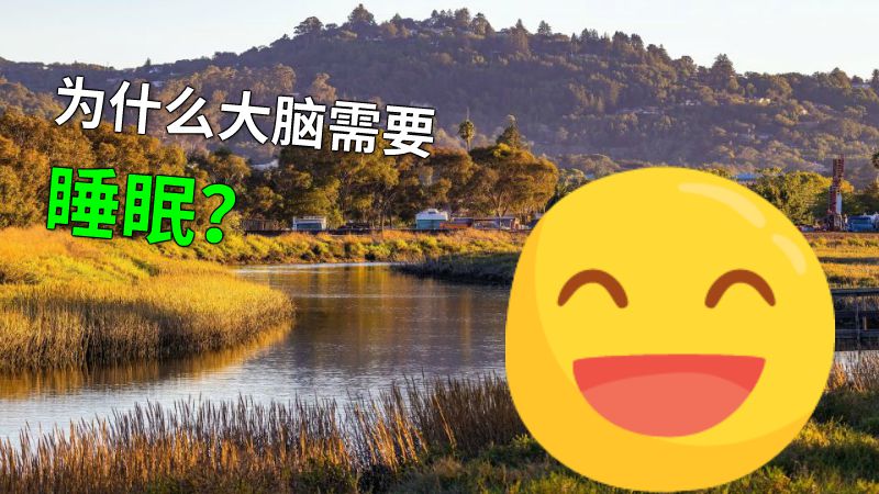 为什么大脑需要睡眠？ 动画制作软件有哪些