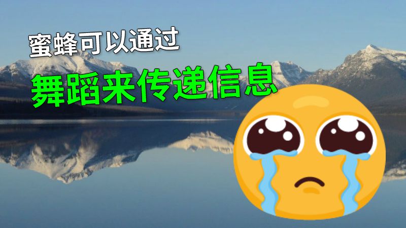 蜜蜂可以通过舞蹈来传递信息 动画制作软件有哪些