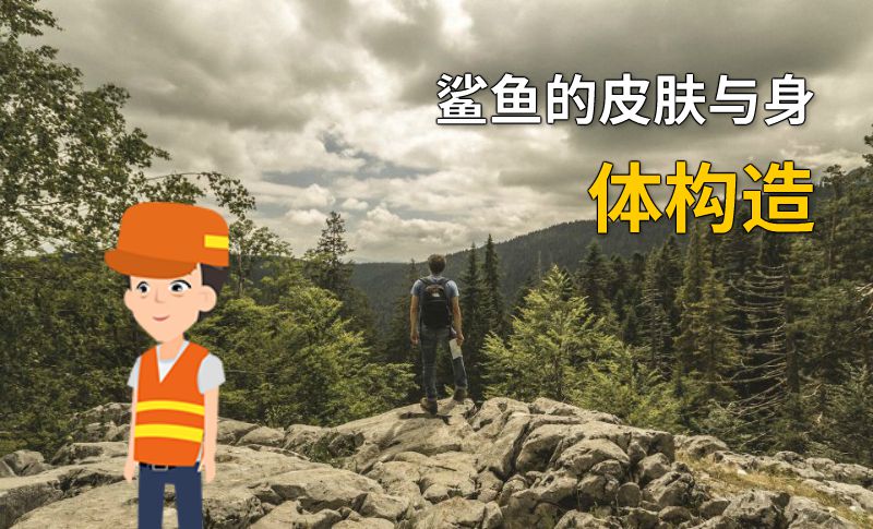 鲨鱼的皮肤与身体构造 动画制作软件有哪些