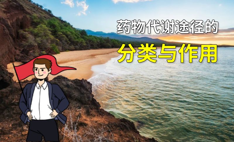 药物代谢途径的分类与作用 动画制作软件有哪些
