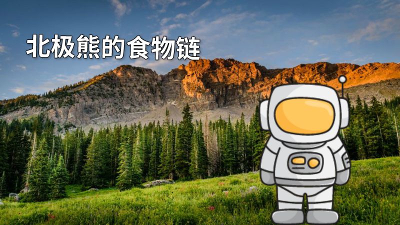 北极熊的食物链 动画制作软件有哪些