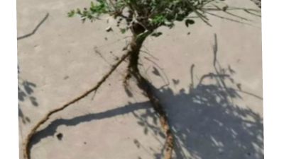 新建工程20240312.am 动画制作软件有哪些