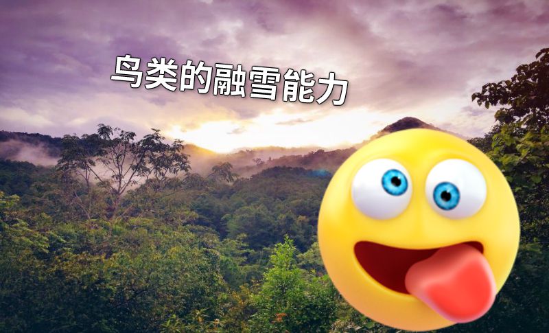 鸟类的融雪能力 动画制作软件有哪些
