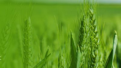 早春小麦如何追肥 动画制作软件有哪些