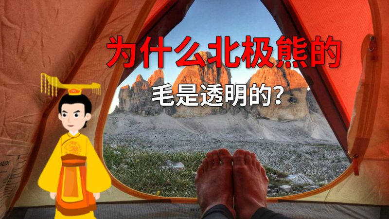 为什么北极熊的毛是透明的？ 动画制作软件有哪些