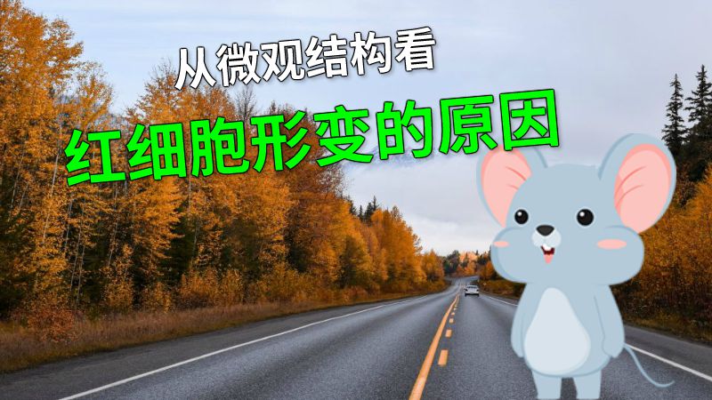从微观结构看红细胞形变的原因 动画制作软件有哪些