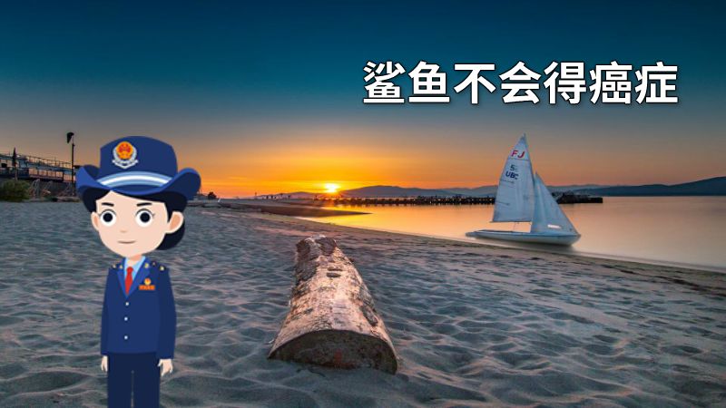 鲨鱼不会得癌症 动画制作软件有哪些