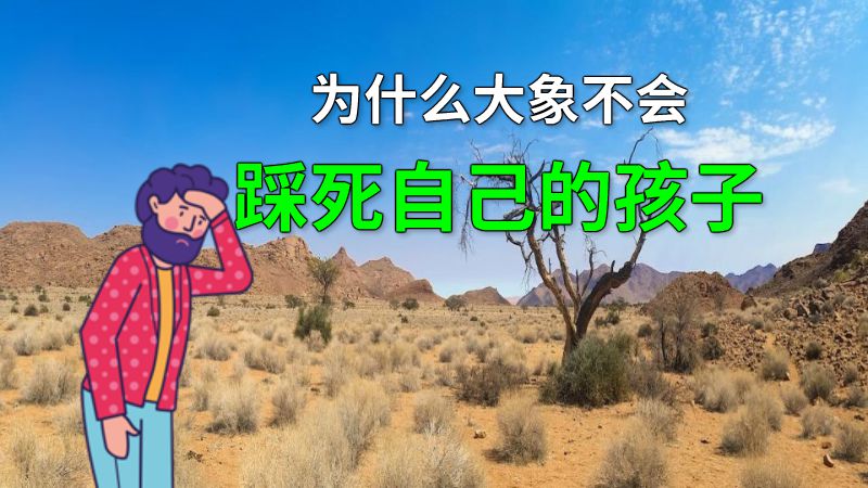 为什么大象不会踩死自己的孩子 动画制作软件有哪些