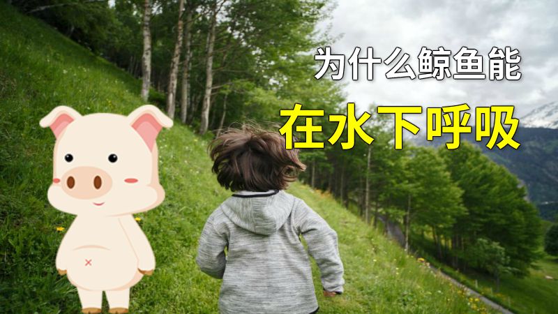为什么鲸鱼能在水下呼吸 动画制作软件有哪些