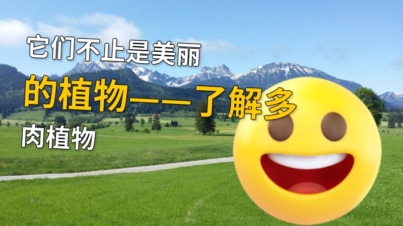 它们不止是美丽的植物——了解多肉植物 动画制作软件有哪些
