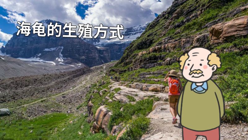 海龟的生殖方式 动画制作软件有哪些