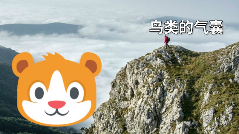 鸟类的气囊 动画制作软件有哪些