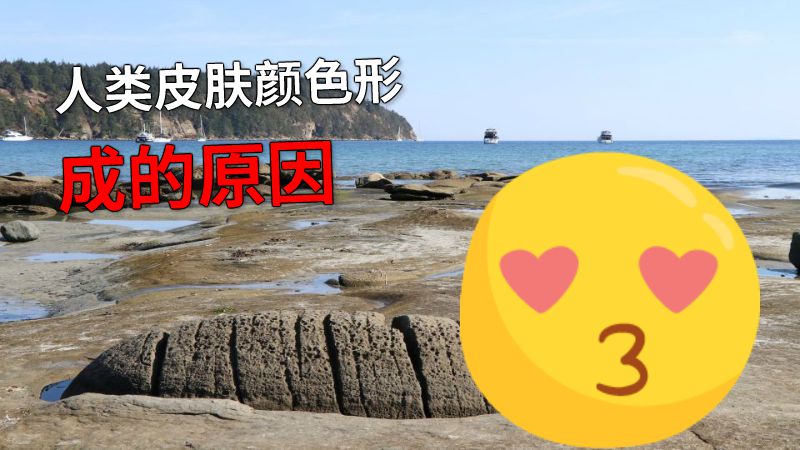 人类皮肤颜色形成的原因 动画制作软件有哪些