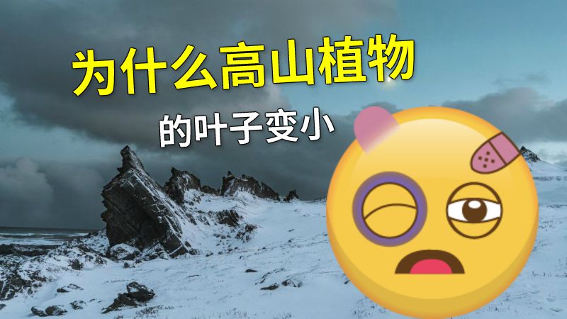 为什么高山植物的叶子变小 动画制作软件有哪些