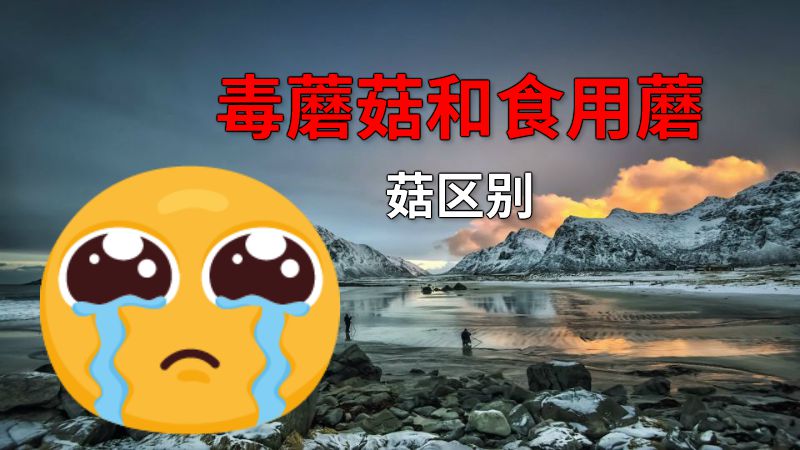 毒蘑菇和食用蘑菇区别 动画制作软件有哪些