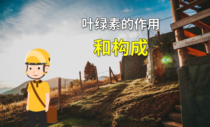 叶绿素的作用和构成 动画制作软件有哪些