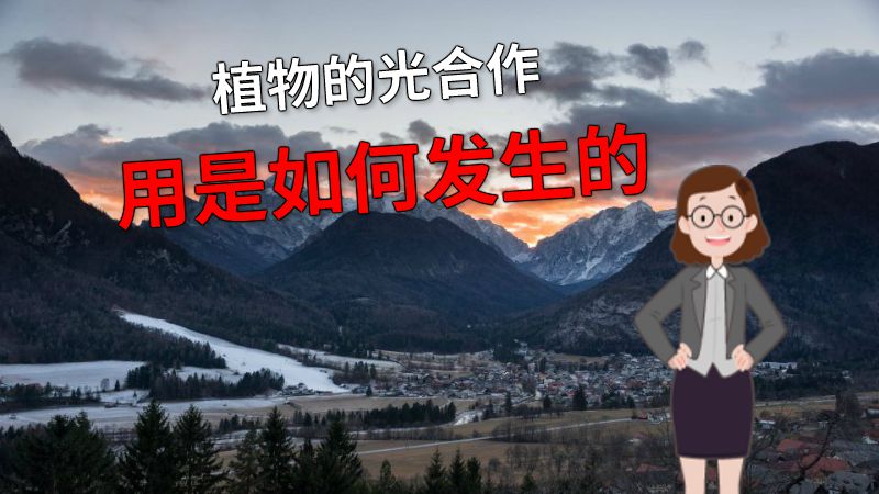 植物的光合作用是如何发生的 动画制作软件有哪些