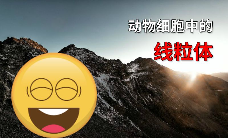 动物细胞中的线粒体 动画制作软件有哪些