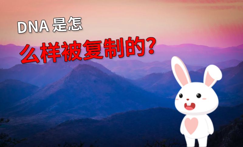 DNA 是怎么样被复制的？ 动画制作软件有哪些