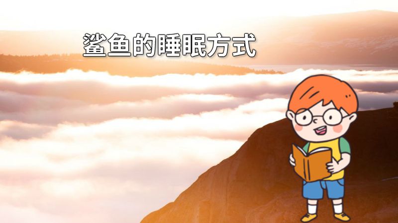 鲨鱼的睡眠方式 动画制作软件有哪些
