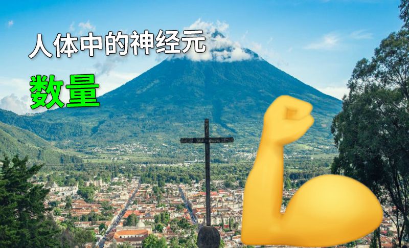 人体中的神经元数量 动画制作软件有哪些