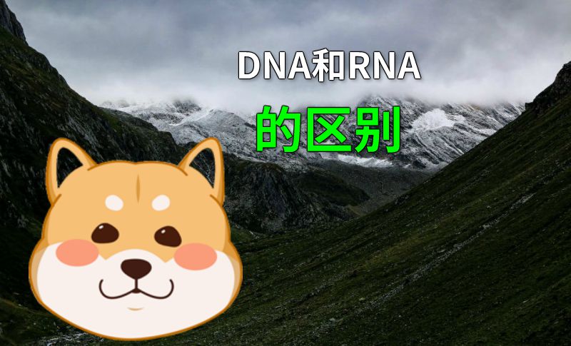 DNA和RNA的区别 动画制作软件有哪些