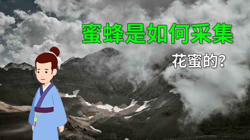 蜜蜂是如何采集花蜜的？ 动画制作软件有哪些