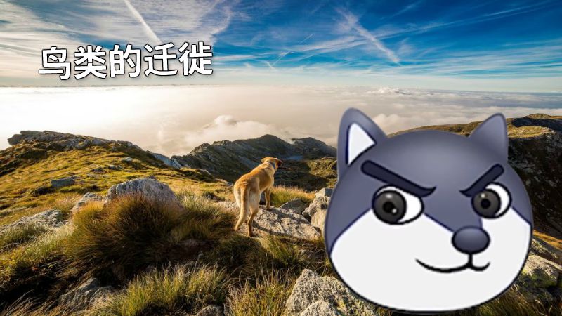 鸟类的迁徙 动画制作软件有哪些