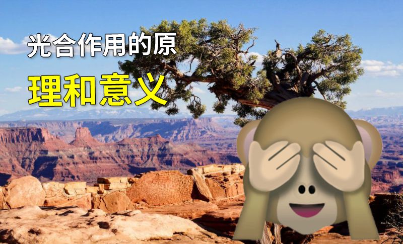 光合作用的原理和意义 动画制作软件有哪些