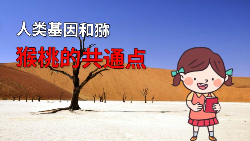 人类基因和猕猴桃的共通点 动画制作软件有哪些