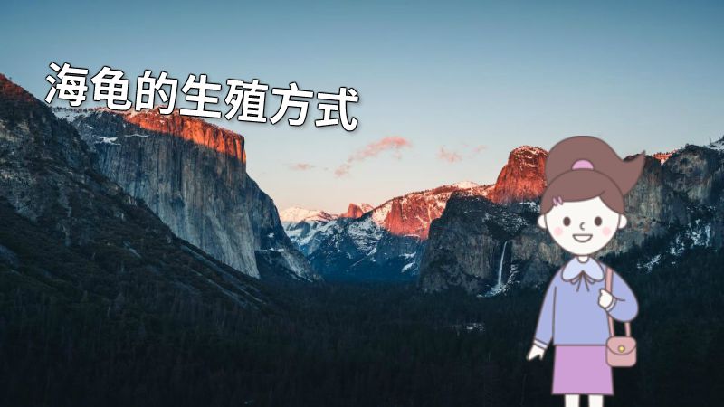 海龟的生殖方式 动画制作软件有哪些