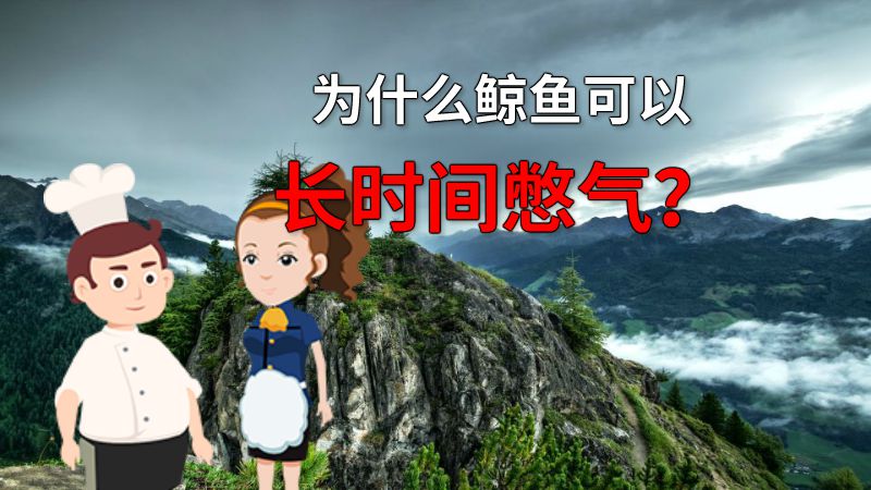 为什么鲸鱼可以长时间憋气？ 动画制作软件有哪些