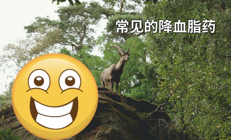 常见的降血脂药 动画制作软件有哪些